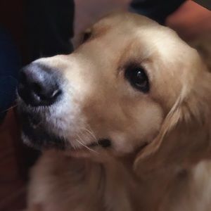 Meet your Posher, Phoebe